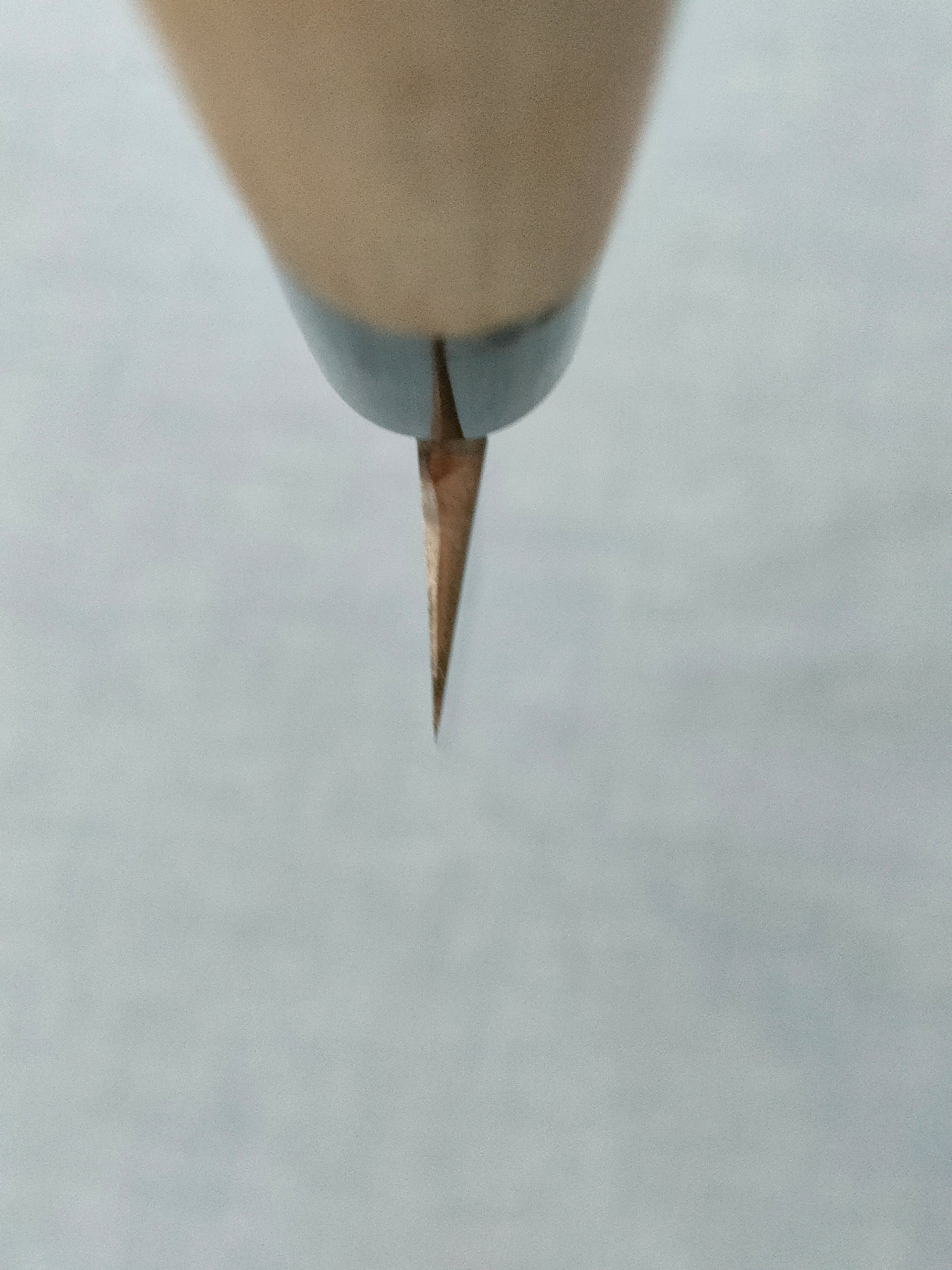 Shin-ou | Yanagiba 240mm | VG10 | Magnolia